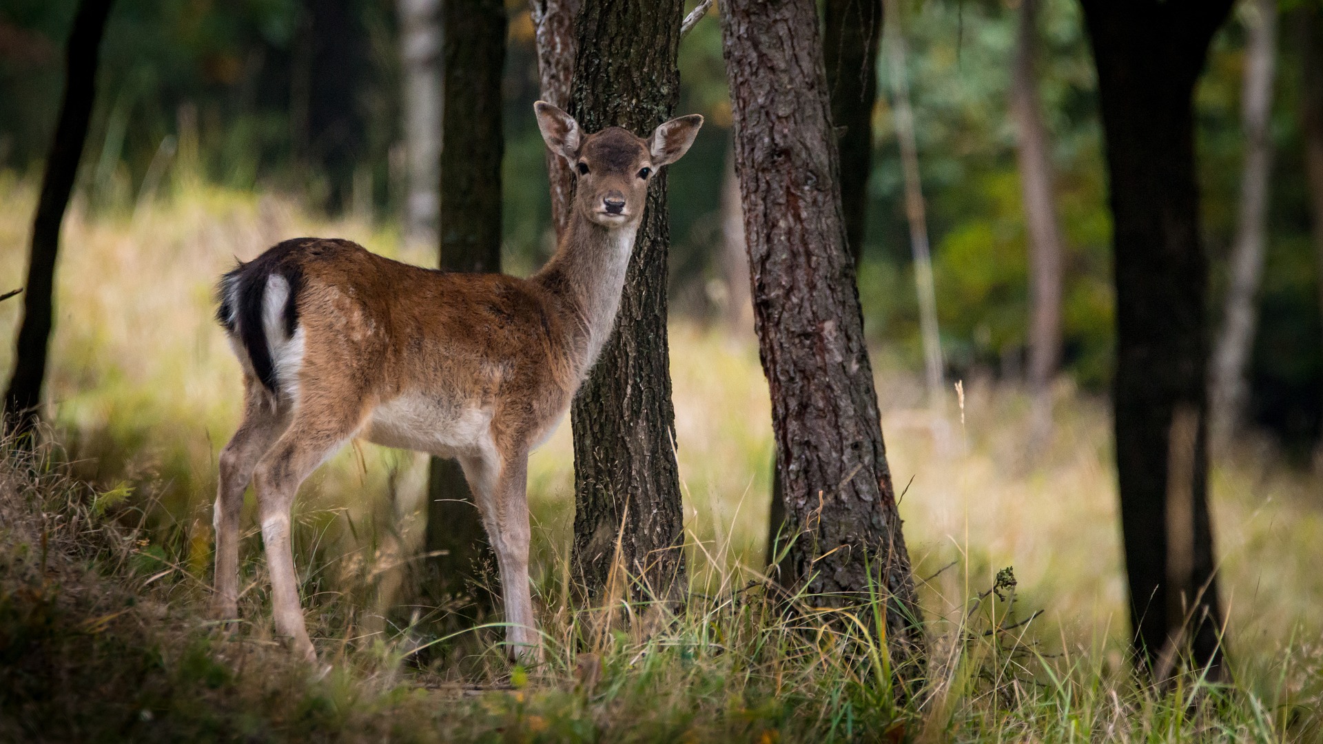 european-fallow-deer-gb9282c7f5_1920